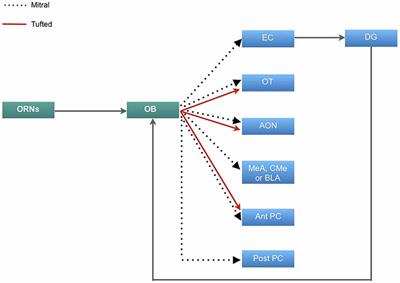 Pavlovian Olfactory Fear Conditioning: Its Neural Circuity and Importance for Understanding Clinical Fear-Based Disorders